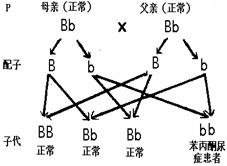 苯丙氨酸與酪氨酸代謝途徑解析 白化病與苯丙酮尿癥的酶缺乏機制